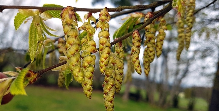 Květy habru (konec května)